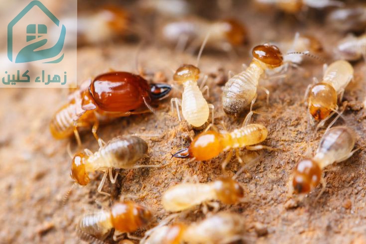 ايبادة النمل الابيض بجدة