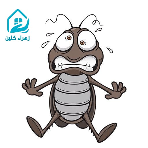 The best pest control company in Jeddah
